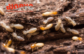 1572848323 foto con logo termitas