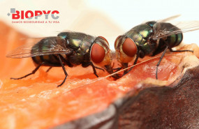 1598514441 biopyc insectos voladores