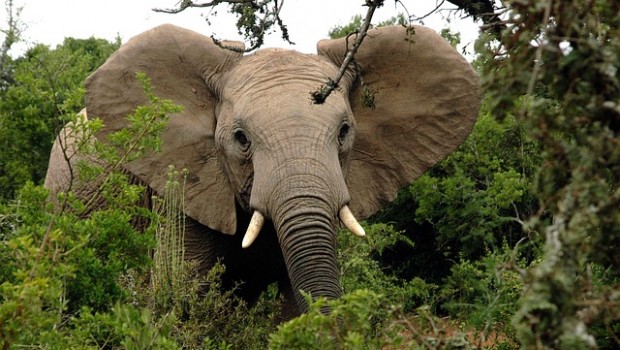 elefante africano