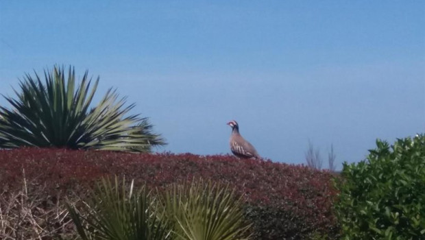 ep archivo codorniz caza ep archivo codorniz caza