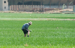 ep archivo   un agricultor en una explotacion de arroz
