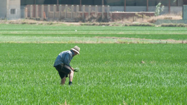 ep archivo   un agricultor en una explotacion de arroz