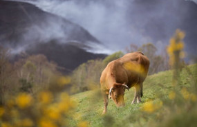ep archivo una vaca pasta con un fonde de monte quemado en o sollio a 30 de marzo de 2023 en o ep archivo una vaca pasta con un fonde de monte quemado en o sollio a 30 de marzo de 2023 en o