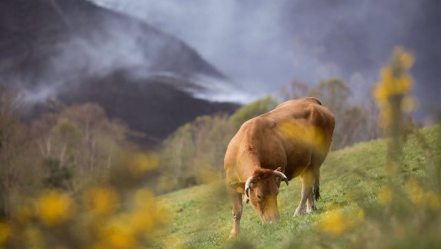 ep archivo   una vaca pasta con un fonde de monte quemado en o sollio a 30 de marzo de 2023 en o