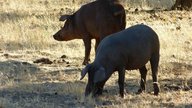 ep cerdos ibericos