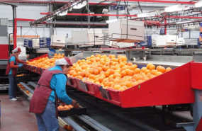 ep cooperativa de naranjas