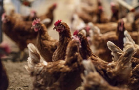 ep gallinas criadas en suelo