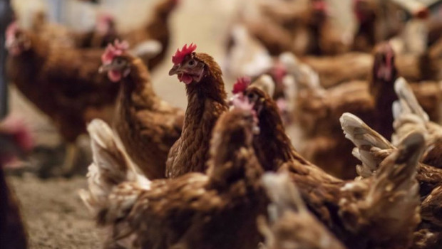 ep gallinas criadas en suelo