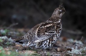 ep grevolun ave extintaespanase reintroducira en pirineos