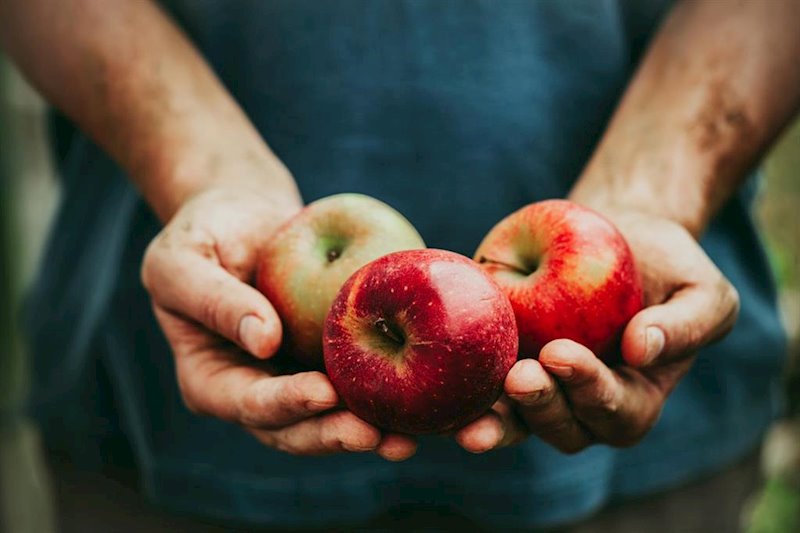 ep una manzana contiene unos 100 millones de bacterias