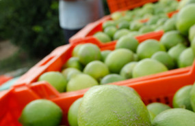 ep archivo   recoleccion de limones
