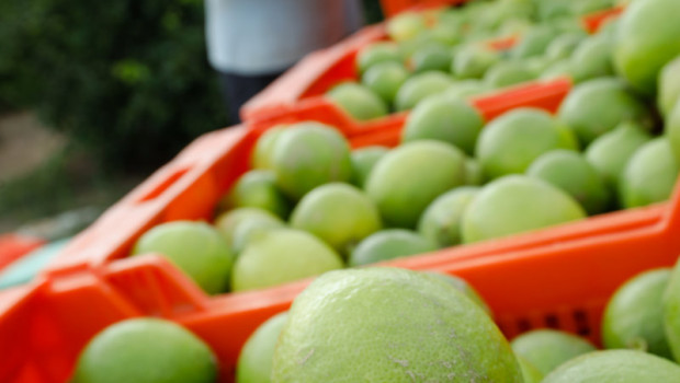 ep archivo   recoleccion de limones