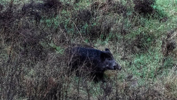 ep archivo un jabali por el cauce del rio ter cerca del hospital trueta ep archivo un jabali por el cauce del rio ter cerca del hospital trueta