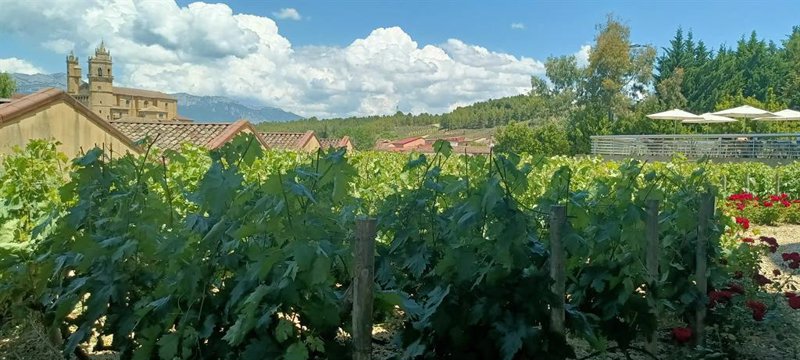 ep archivo vinedos en la rioja alavesa ep archivo vinedos en la rioja alavesa