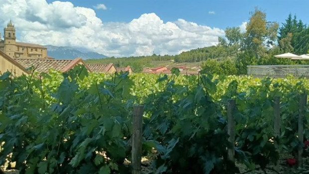 ep archivo   vinedos en la rioja alavesa