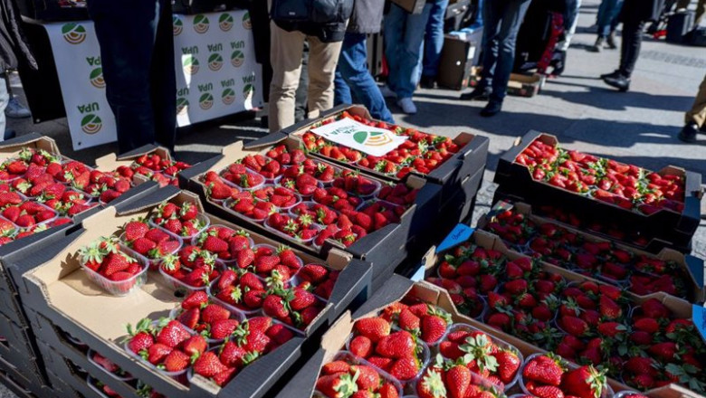 Cajas de fresas de Huelva para el reparto de más de 2.000 tarrinas por parte de la Unión de Pequeños Agricultores (UPA) de Andalucía y UPA-Huelva, en la Puerta del Sol, a 12 de marzo de 2024, en Madrid (España). | Alberto Ortega - Europa Press ep cajas de fresas de huelva para el reparto de mas de 2000 tarrinas por parte de la union de