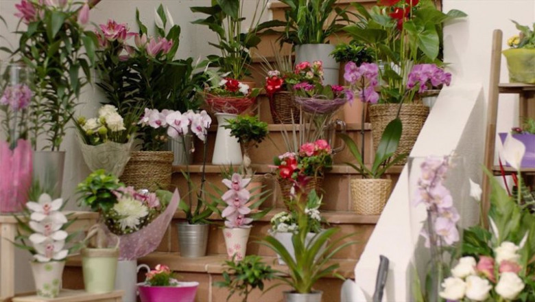 ep flores de lidl