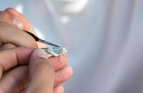 ep investigadores de la upo sevilla pintan con acuarela un saltamontes para un estudio sobre