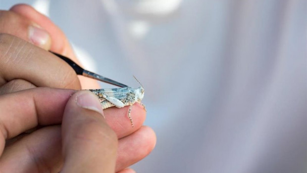 ep investigadores de la upo sevilla pintan con acuarela un saltamontes para un estudio sobre