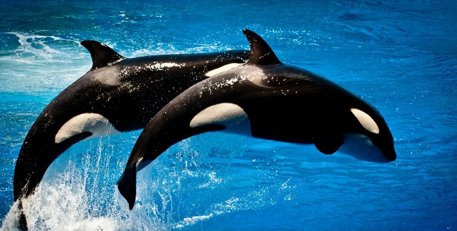 sea world