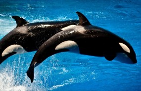 sea world