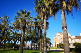 1603350921 palms2 1603350921 palms2