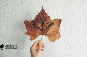 ambiseint 20231016151827 ambiseint 20231016151827