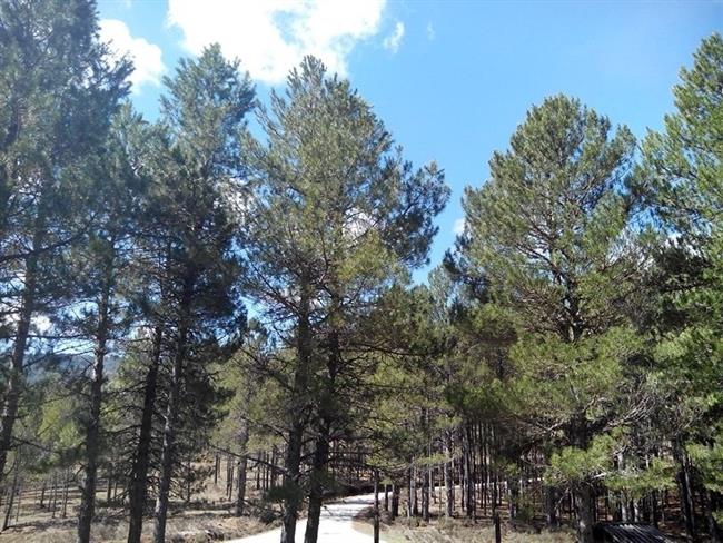 Arboles, bosque, naturaleza, parque, vegetación, buen tiempo, rural, día soleado | EUROPA PRESS ep arboles bosque naturaleza parque vegetacion buen tiempo rural dia soleado