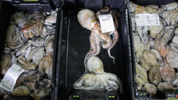 ep archivo detalle de el pulpo capturado en el puerto de burela a 21 de diciembre de 2022 en ep archivo detalle de el pulpo capturado en el puerto de burela a 21 de diciembre de 2022 en