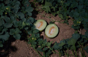 ep archivo   un melon partido por la mitad tras ser recogido de la planta