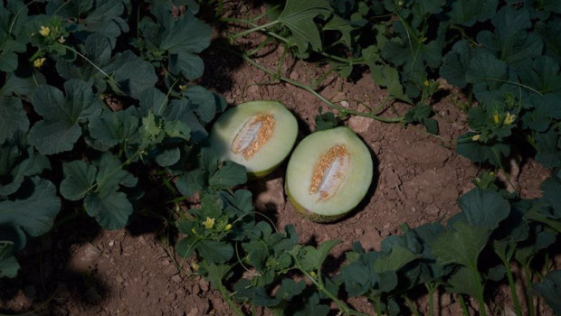 ep archivo   un melon partido por la mitad tras ser recogido de la planta