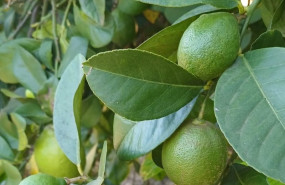 ep cultivo de limon