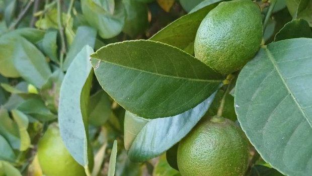 ep cultivo de limon