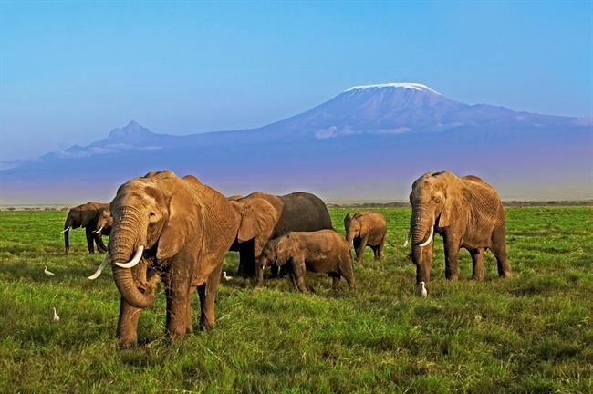 Elefantes en África, amenazados por la caza furtiva | MARTIN HARVEY, WWF ep elefantes en africa amenazadosla caza furtiva