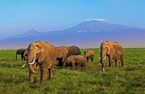 ep elefantes en africa amenazadosla caza furtiva ep elefantes en africa amenazadosla caza furtiva