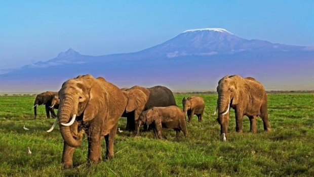 Africa | MARTIN HARVEY, WWF ep elefantes en africa amenazadosla caza furtiva