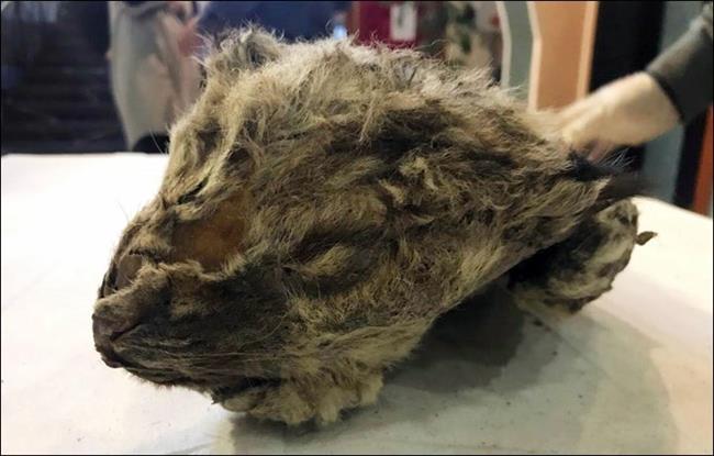Excited scientists unveiled the cave lion cub in Yakutsk, Rusia | ANASTASIYA KORYAKINA ep excited scientists unveiled the cave lion cub in yakutsk rusia