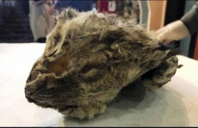 ep excited scientists unveiled the cave lion cub in yakutsk rusia