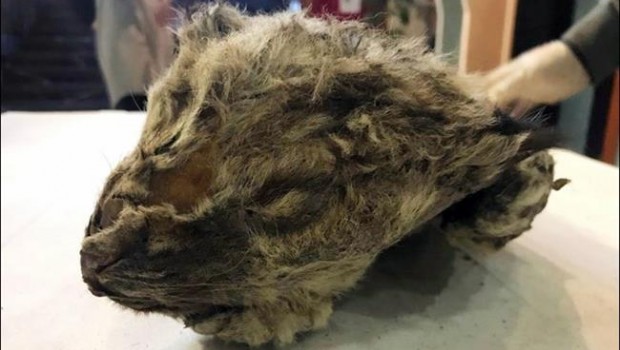 ep excited scientists unveiled the cave lion cub in yakutsk rusia
