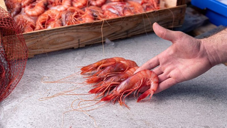 Gamba roja de Almería. | OPP-71 ep gamba roja de almeria 20240605163004