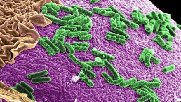 ep imagenarchivouna bacteria intestinal