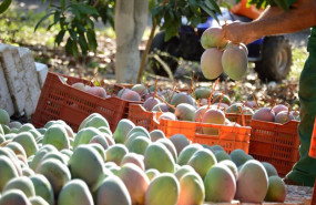ep mangos