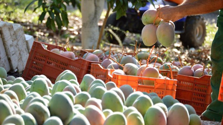 ep mangos ep mangos