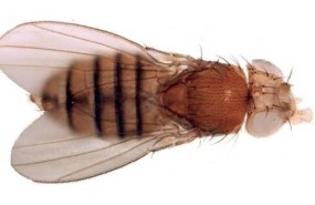 ep moscavinagre