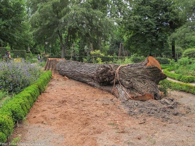 Olmo muerto por grafiosis en el Real Jardín Botánico de Madrid | REAL JARDÍN BOTÁNICO/ CSIC ep olmo muertografiosisreal jardin botanicomadrid