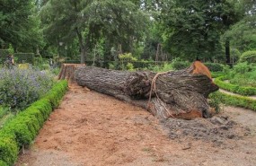 ep olmo muertografiosisreal jardin botanicomadrid
