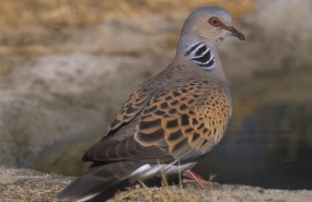 ep tortola europea seobirdlife