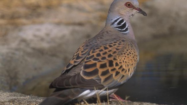 ep tortola europea seobirdlife