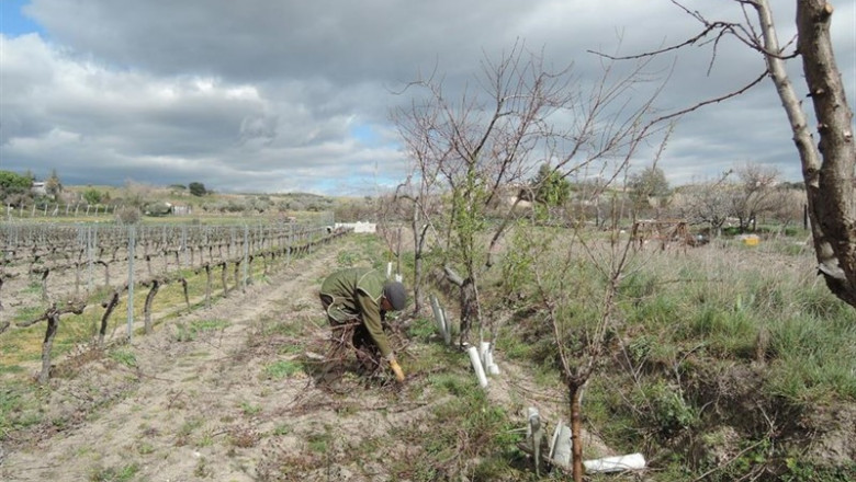 Trabajador agrario, trabajo agrario, cultivar, cultivo, cultivando, cultivos | EUROPA PRESS - Archivo ep trabajador agrario trabajo agrario cultivar cultivo cultivando cultivos 20190329144802