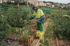ep un operario mantiene un huerto urbano